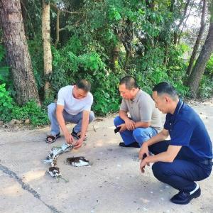 公安县积极开展陆生野生动物疫源疫病主动监测工作