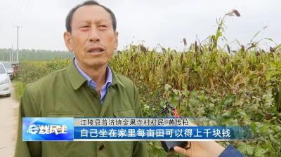 江陵县普济镇：高粱熟了红满天 农民增收笑开颜