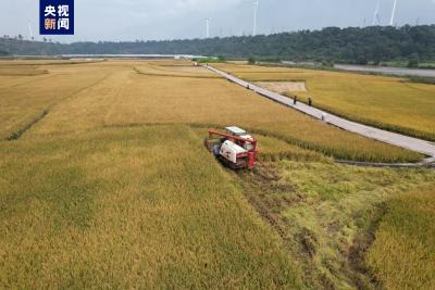 亩产1251.5公斤！袁隆平“超级稻”创世界新纪录