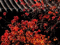 组图丨荆州！又到一年红叶时……