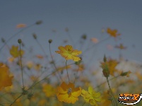 组图丨长大花海，邀你共赏！