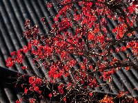 组图丨荆州！又到一年红叶时……