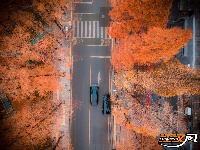 组图丨荆州的水杉，红了！