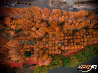 组图丨荆州的水杉，红了！