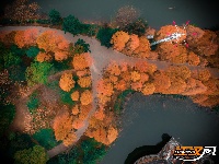 组图丨荆州的水杉，红了！