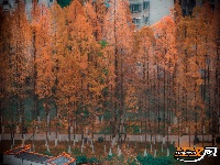 组图丨荆州的水杉，红了！