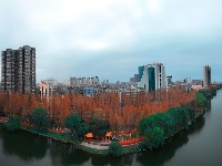 组图丨荆州的水杉，红了！