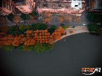 组图丨荆州的水杉，红了！