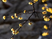 组图丨古城两梅争艳