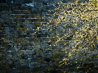 组图丨古城两梅争艳