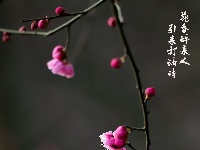 组图丨古城两梅争艳