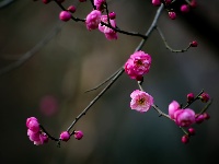 组图丨古城两梅争艳