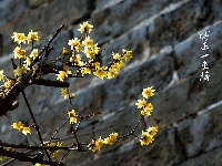 组图丨古城两梅争艳