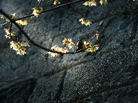 组图丨古城两梅争艳