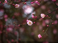 组图丨古城两梅争艳