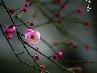 组图丨古城两梅争艳