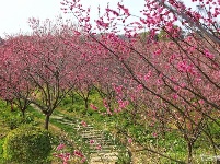 春回大地，这里的梅开成了花海！