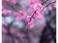 入世冷挑红雪去，离尘香割紫云来