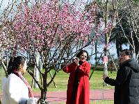 荆州：红梅花开满园春 居民竞相赏花来