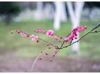 入世冷挑红雪去，离尘香割紫云来