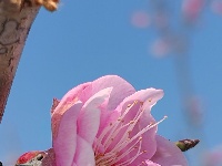 中山公园春意浓