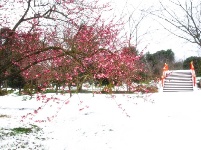 浪漫的雪后浅山