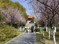 中山公园楚梅园400株梅树将迎来盛花期