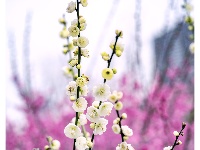 入世冷挑红雪去，离尘香割紫云来