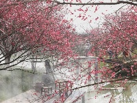 春回大地，这里的梅开成了花海！