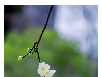 入世冷挑红雪去，离尘香割紫云来