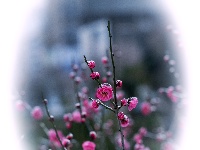 美图丨雪封梅花探古城