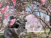 春回大地，这里的梅开成了花海！