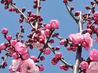 中山公园春意浓