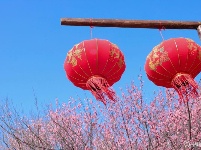 春回大地，这里的梅开成了花海！