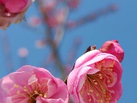 中山公园春意浓