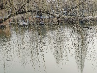 【随手拍春天】护城河畔杨柳依依