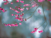 浪漫的雪后浅山