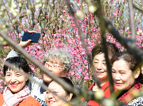 荆州：红梅花开满园春 居民竞相赏花来