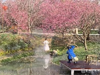 春回大地，这里的梅开成了花海！