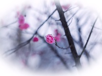 美图丨雪封梅花探古城
