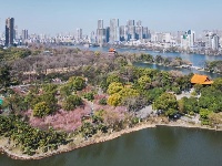 中山公园楚梅园400株梅树将迎来盛花期