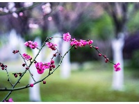 入世冷挑红雪去，离尘香割紫云来