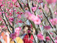 荆州：红梅花开满园春 居民竞相赏花来
