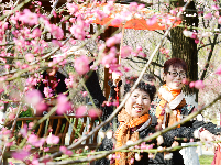 荆州：红梅花开满园春 居民竞相赏花来
