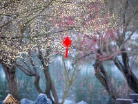 浪漫的雪后浅山