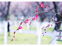 入世冷挑红雪去，离尘香割紫云来