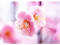 入世冷挑红雪去，离尘香割紫云来