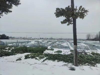 沙市区农业农村局：积极应对雨雪冰冻天气做好稳产保供