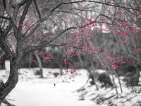 浪漫的雪后浅山