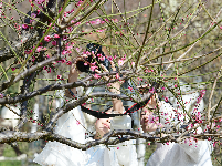 荆州：红梅花开满园春 居民竞相赏花来